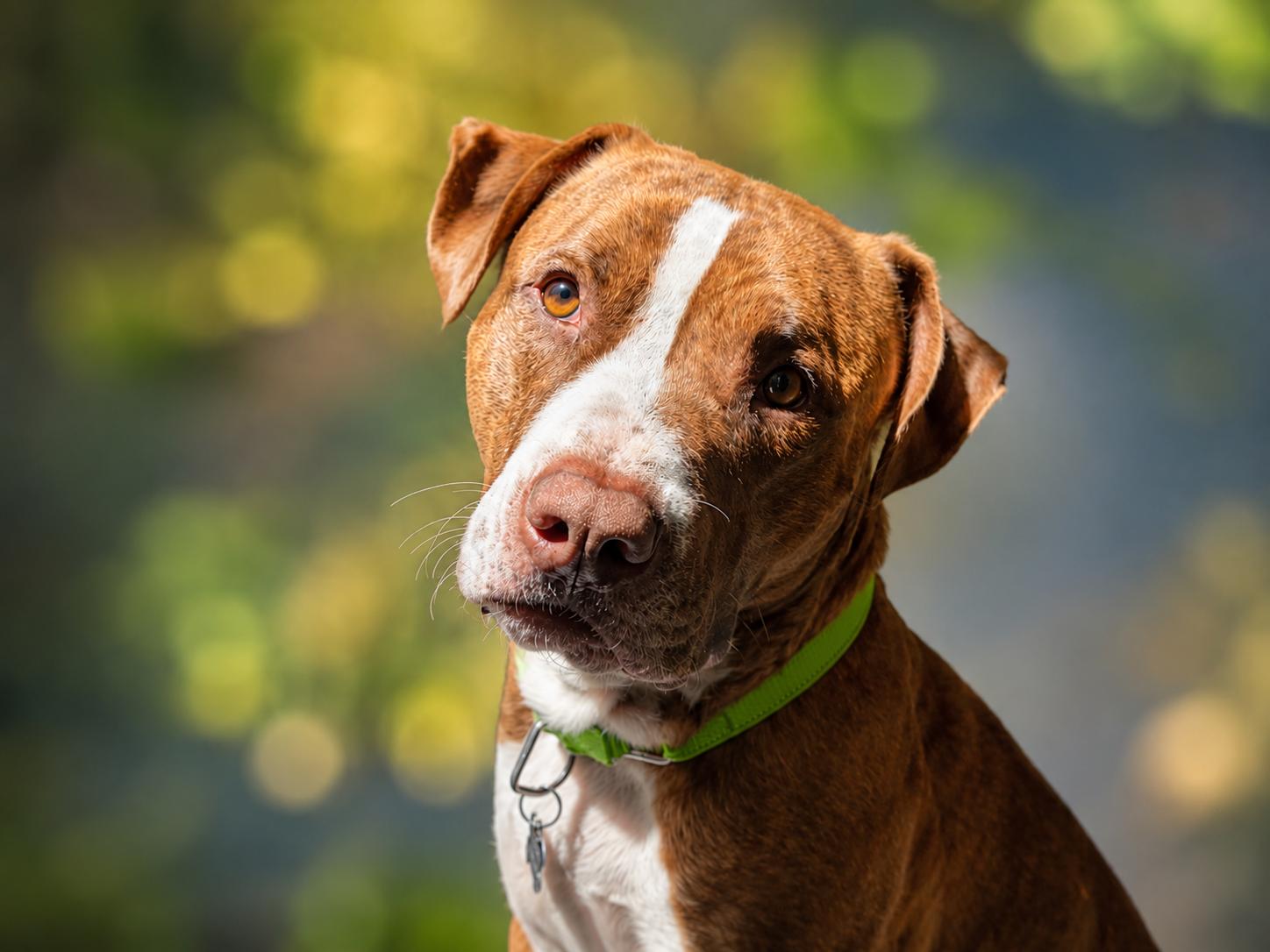 Prince, a ADOPTABLE mixed breed in Murrieta, CA image 1/6