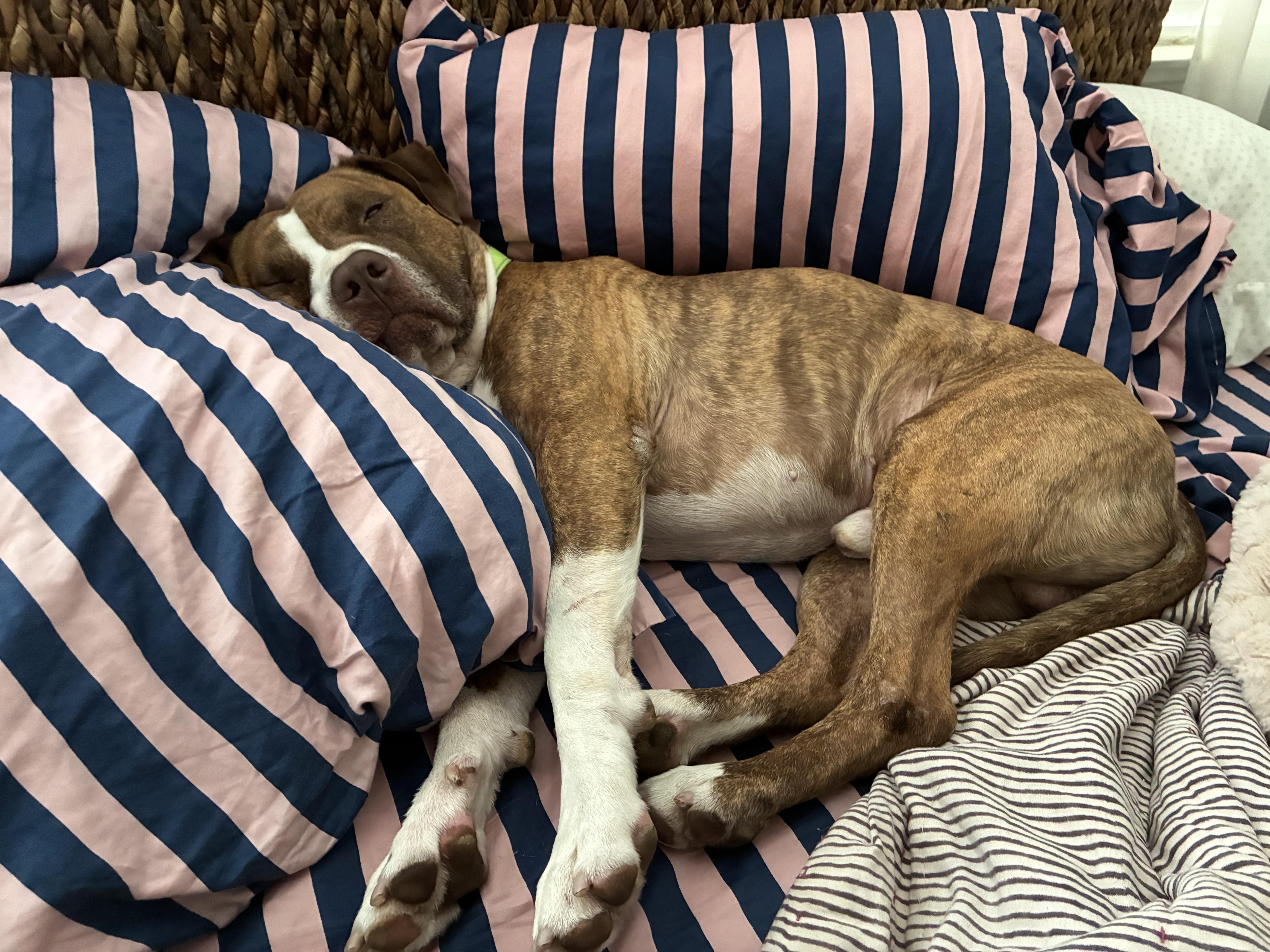 Prince, a ADOPTABLE mixed breed in Murrieta, CA image 2/5