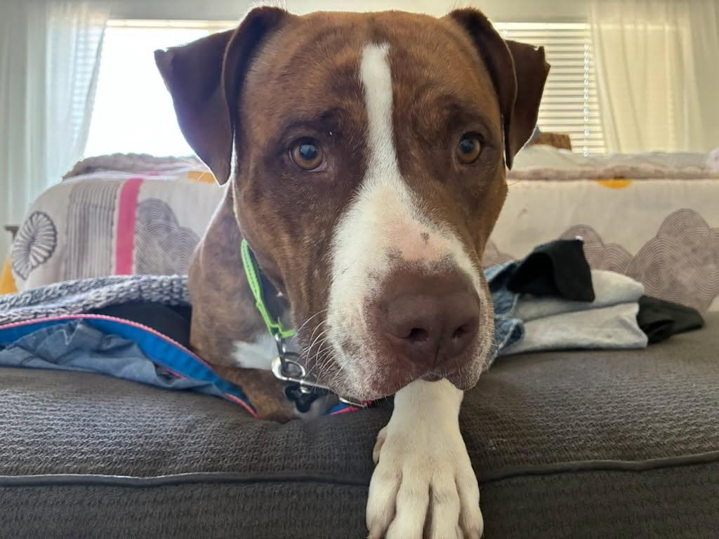 Prince, a ADOPTABLE mixed breed in Murrieta, CA image 4/6