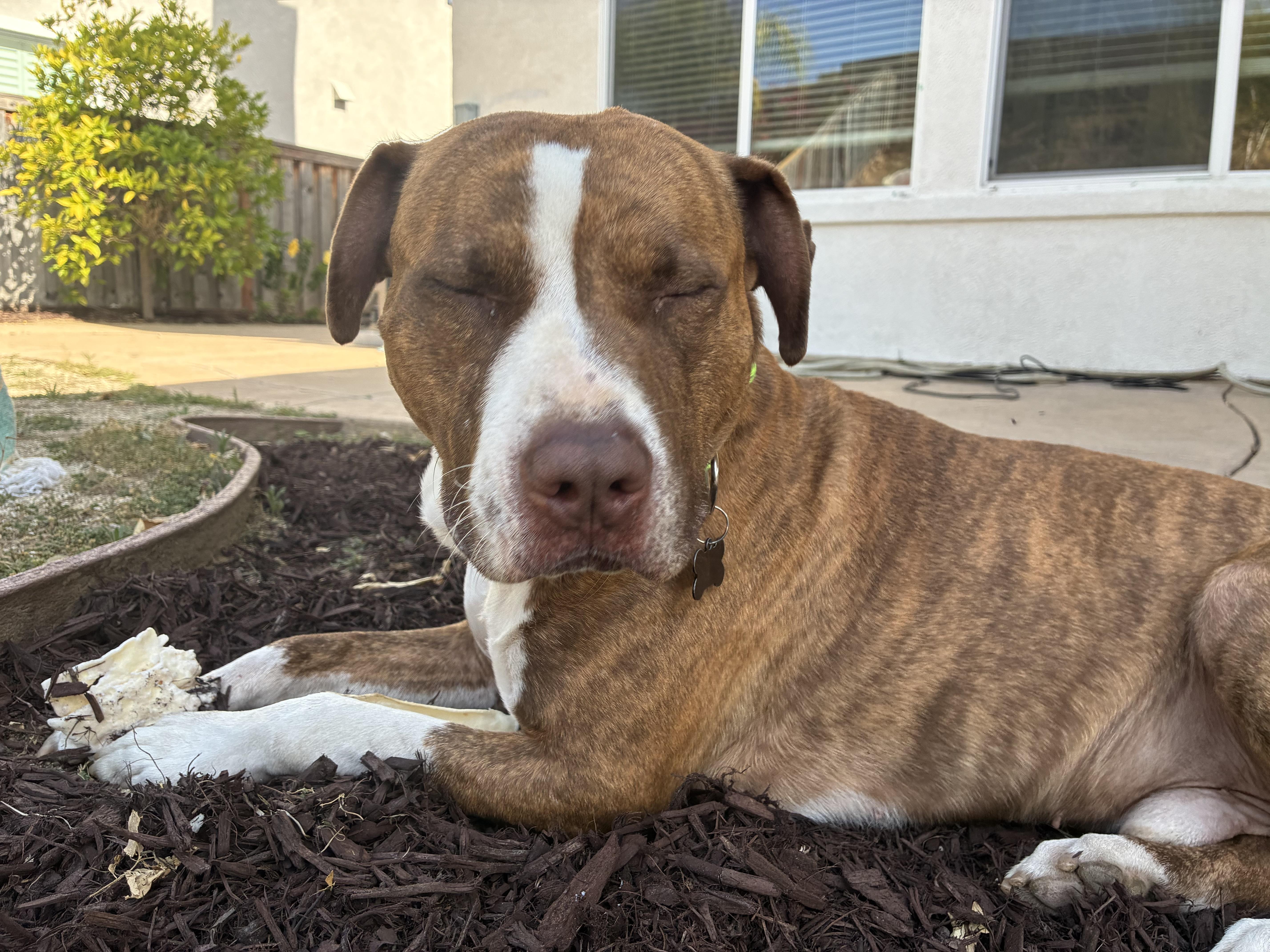 Prince, a ADOPTABLE mixed breed in Murrieta, CA image 3/5