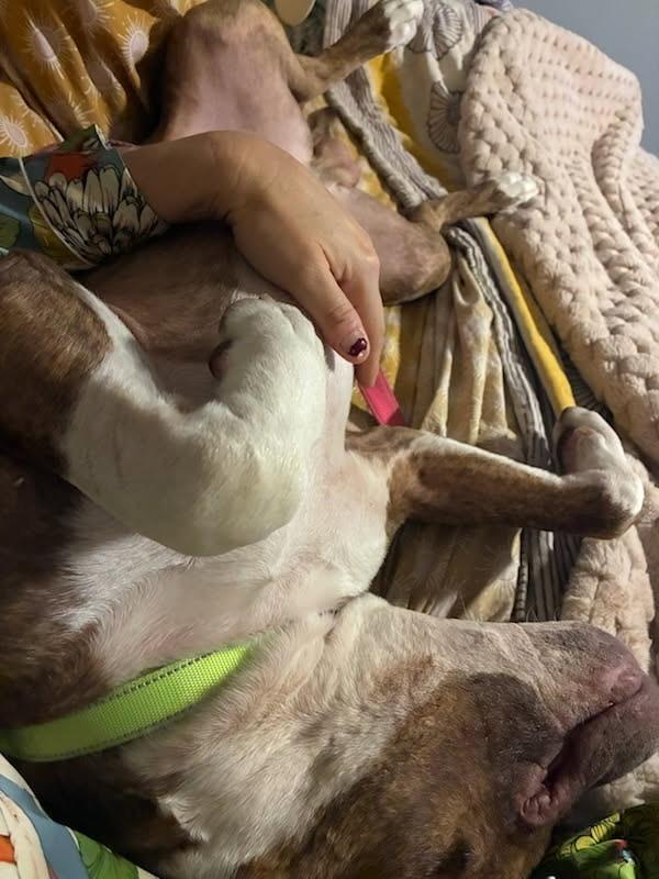 Prince, a ADOPTABLE mixed breed in Murrieta, CA image 6/6