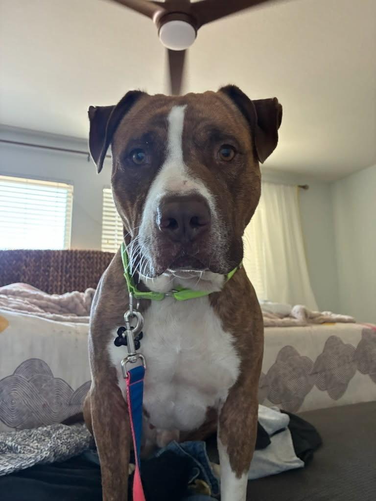 Prince, a ADOPTABLE mixed breed in Murrieta, CA image 5/6