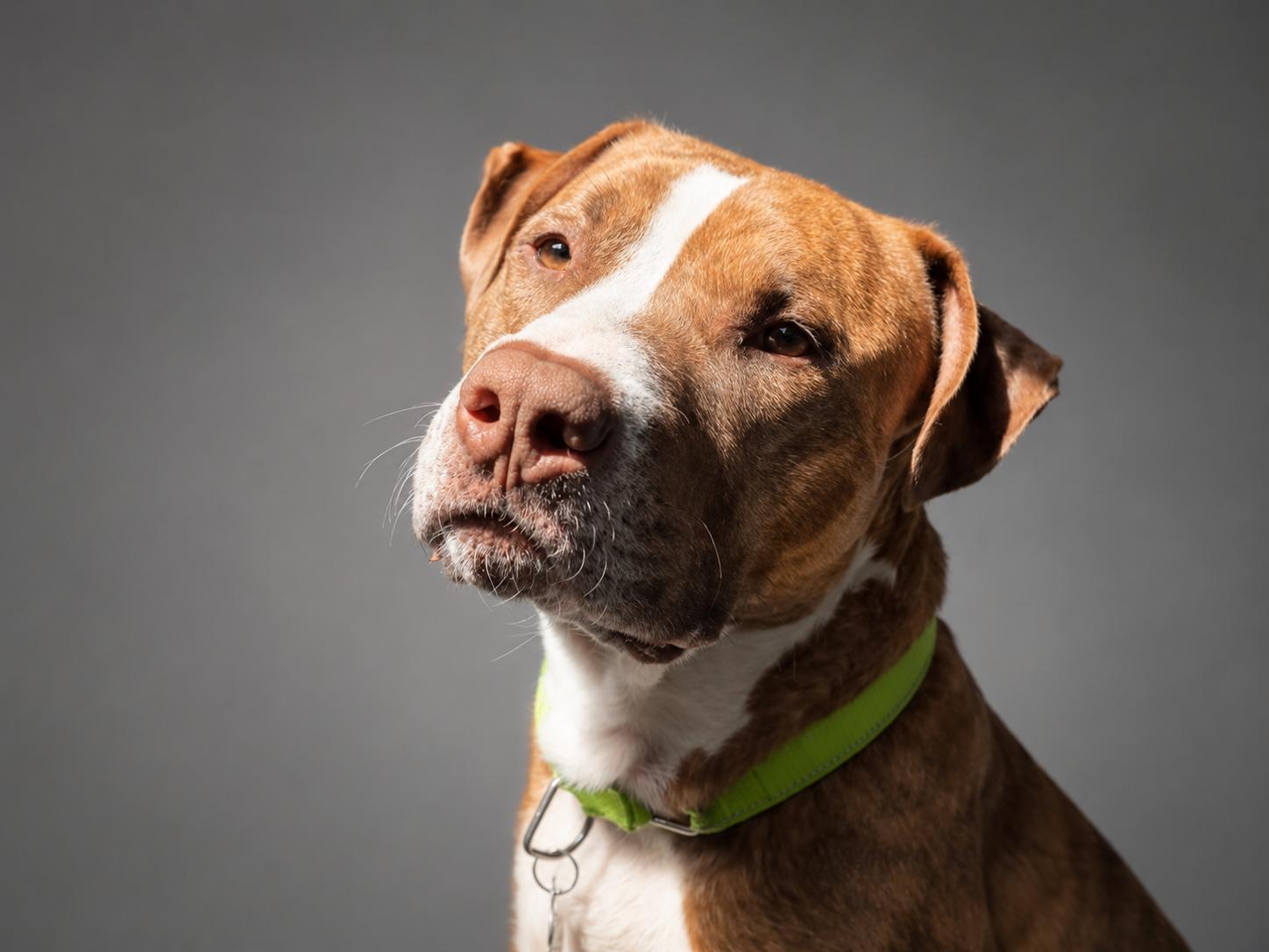 Prince, a ADOPTABLE mixed breed in Murrieta, CA image 2/6