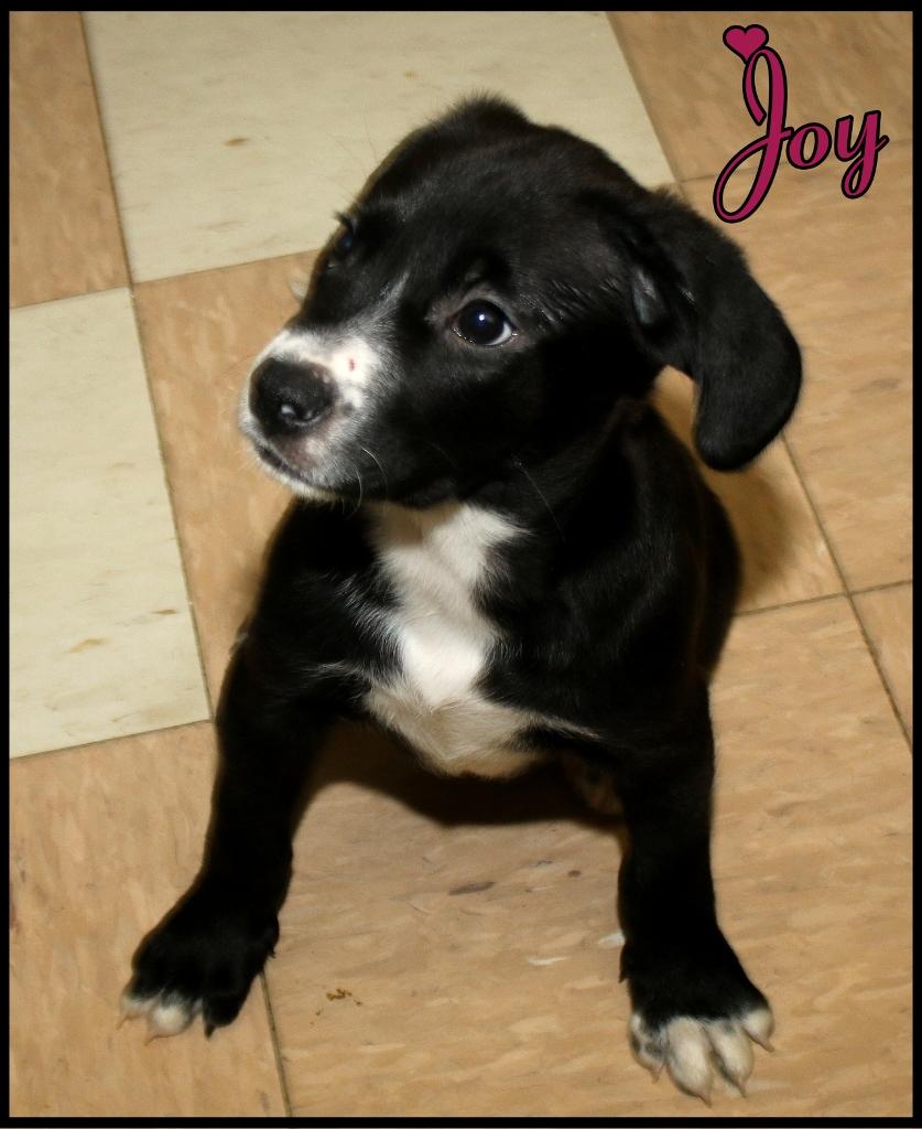 Enlarge Joy, a ADOPTABLE mixed breed in Shippenville, PA image 5/6