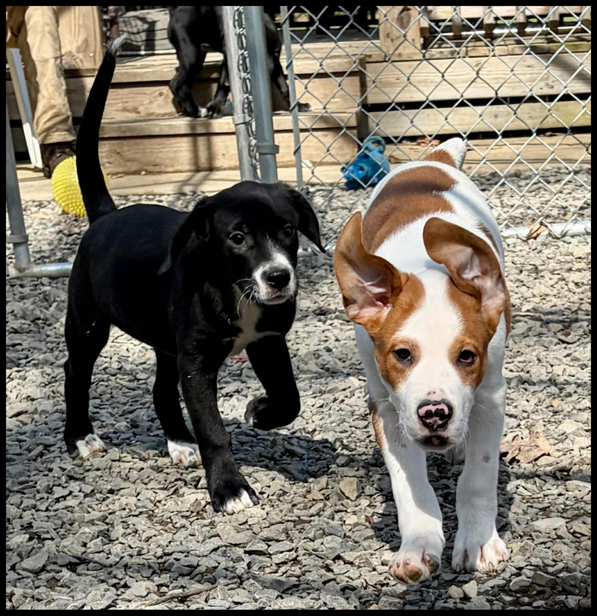 Enlarge Joy, a ADOPTABLE mixed breed in Shippenville, PA image 4/6
