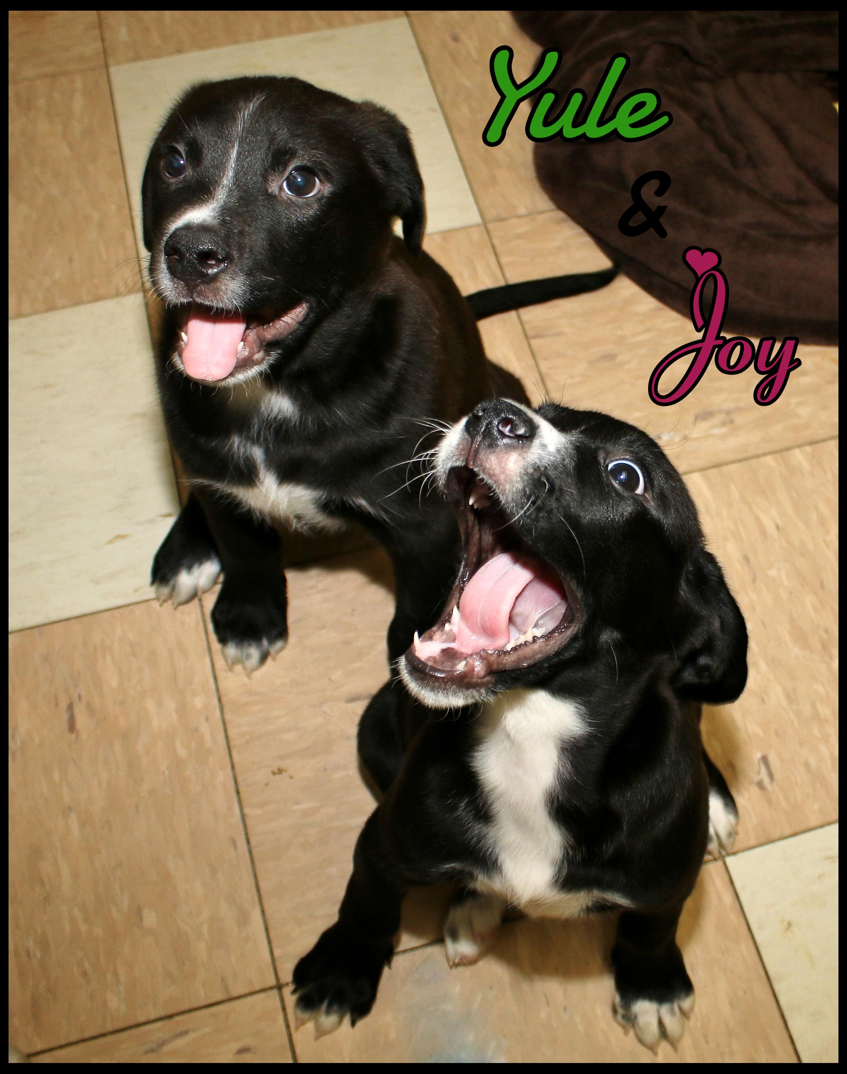 Enlarge Joy, a ADOPTABLE mixed breed in Shippenville, PA image 6/6