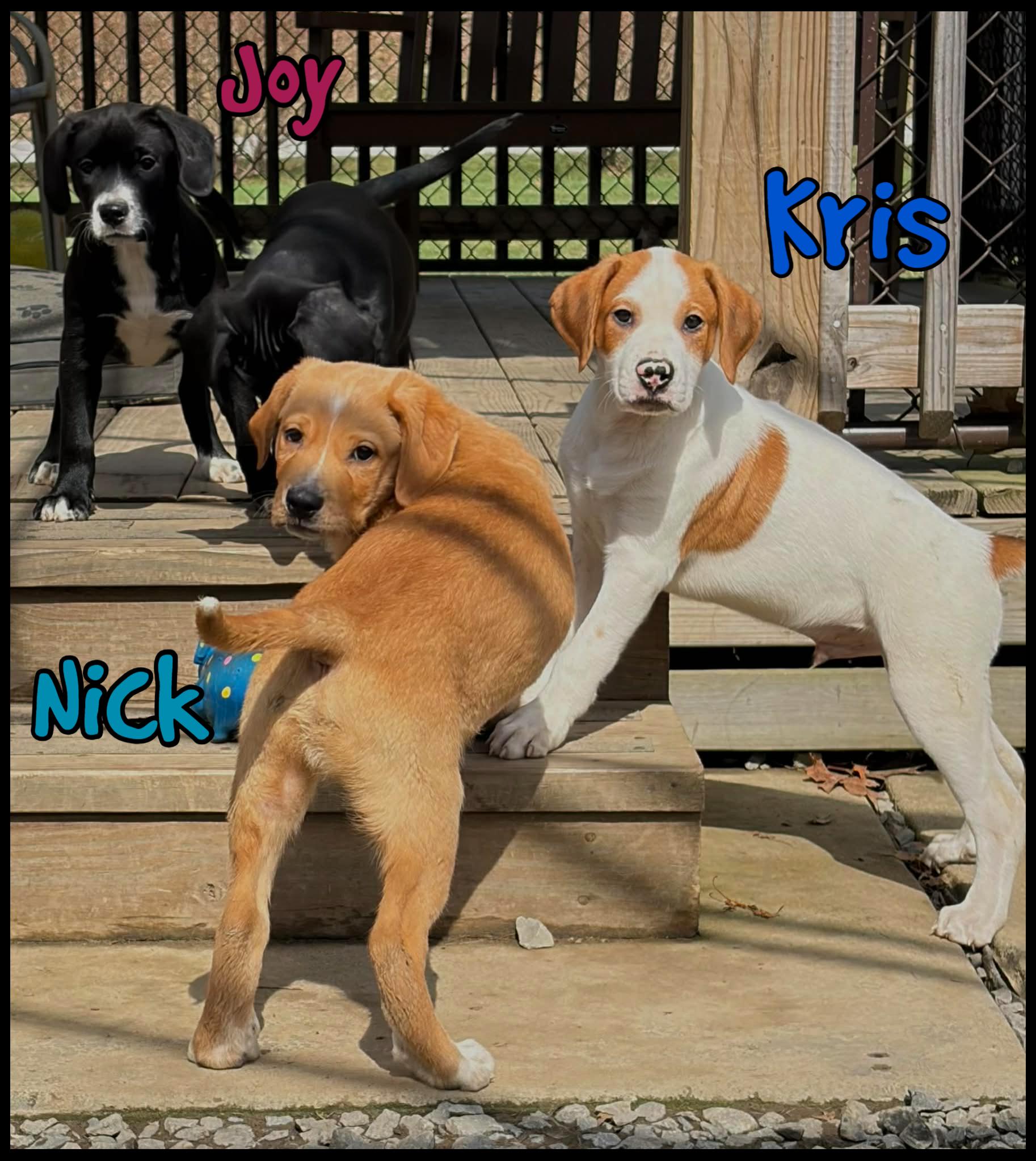 Enlarge Joy, a ADOPTABLE mixed breed in Shippenville, PA image 2/6