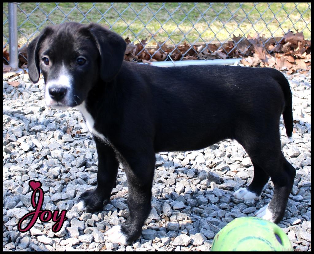 Enlarge Joy, a ADOPTABLE mixed breed in Shippenville, PA image 3/6