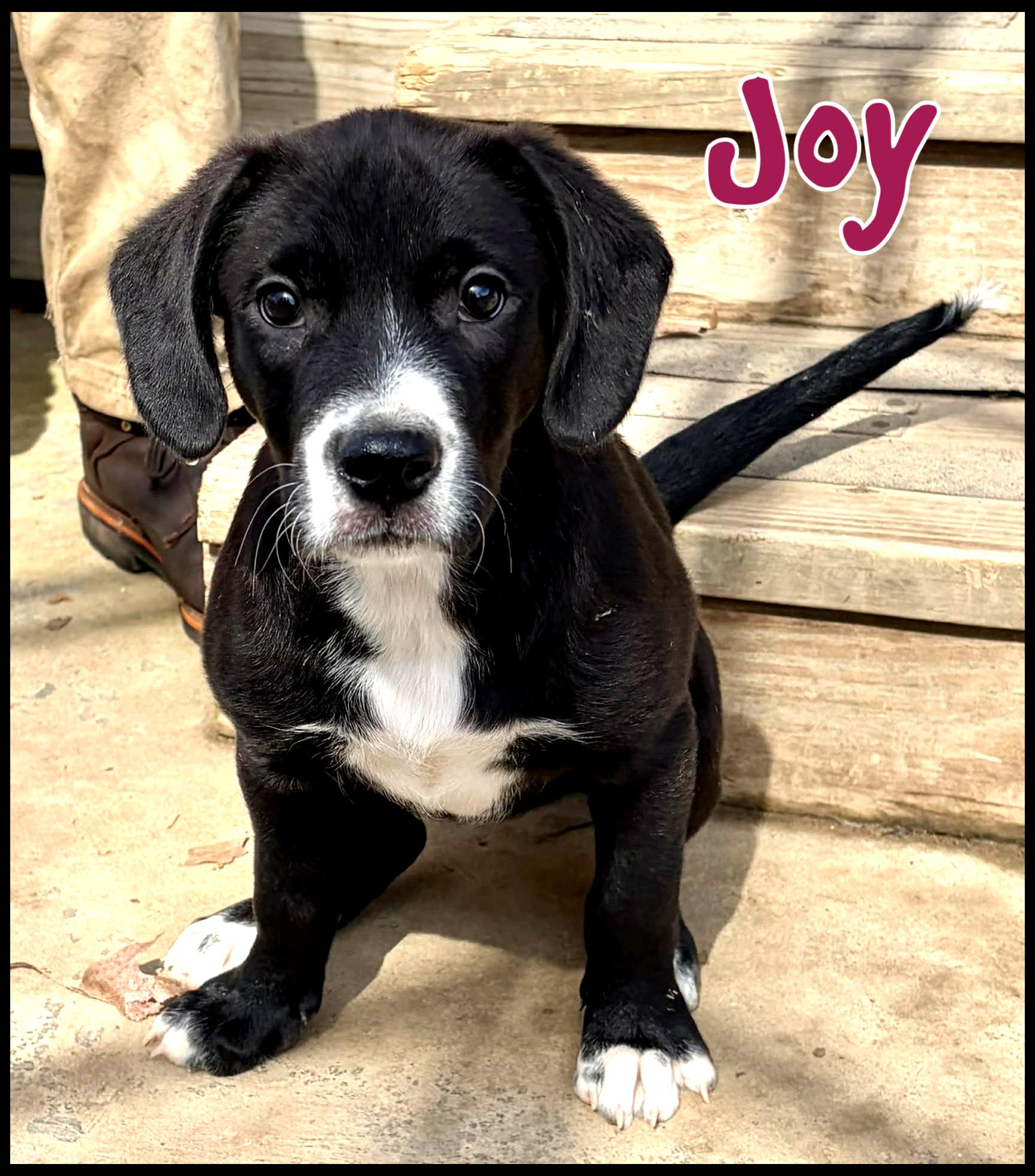 Enlarge Joy, a ADOPTABLE mixed breed in Shippenville, PA image 1/6