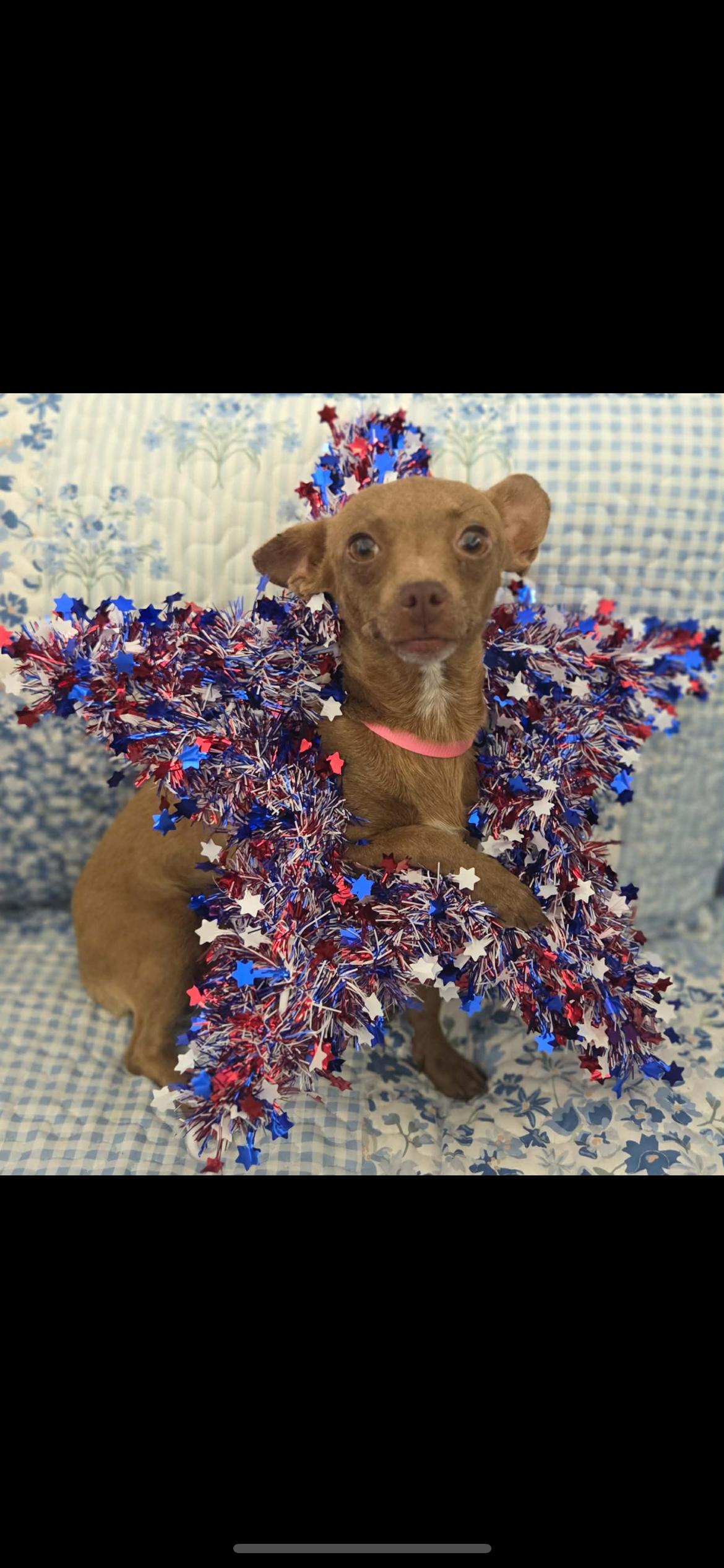 Jackie, Adoptable, Young Female Chihuahua & Miniature Dachshund.