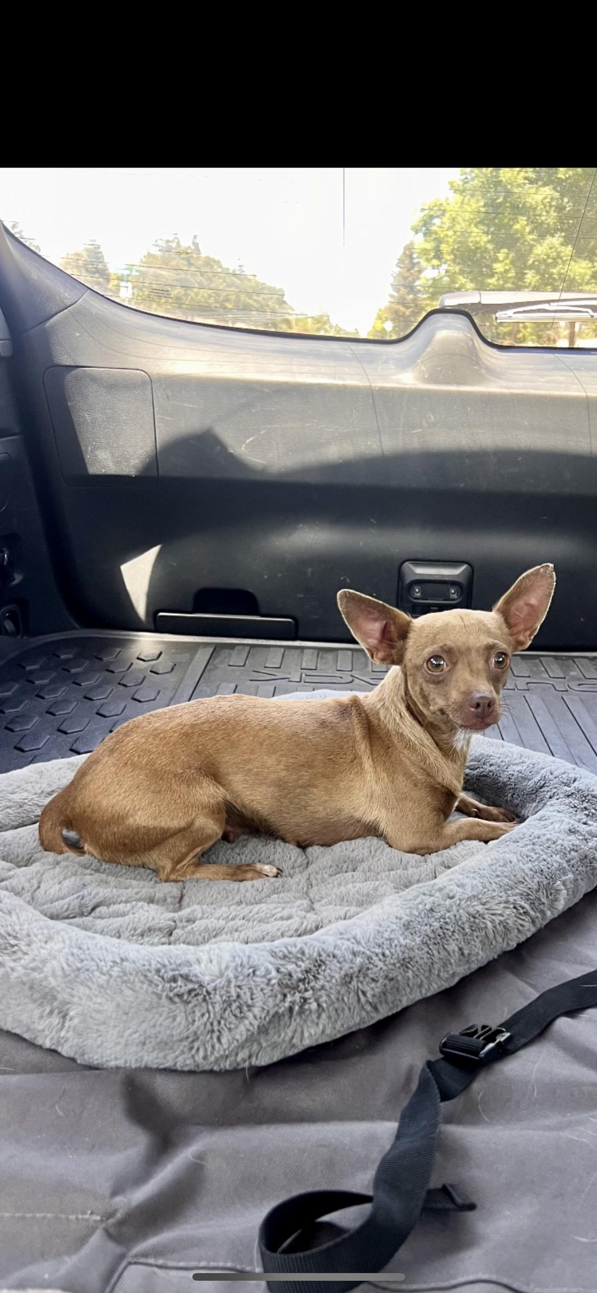 Jackie, a Adoptable mixed breed in Hamden, CT image 6/6