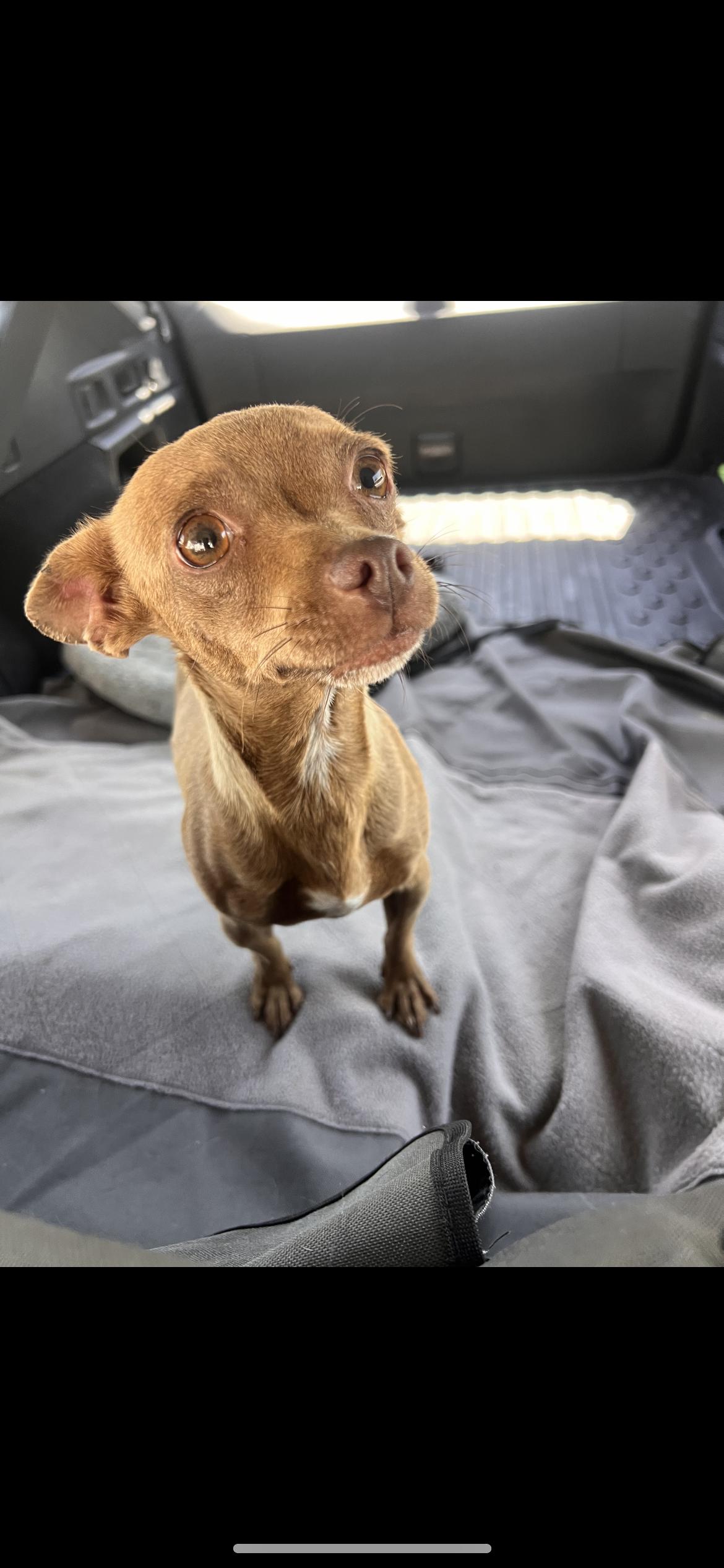 Jackie, a Adoptable mixed breed in Hamden, CT image 2/6
