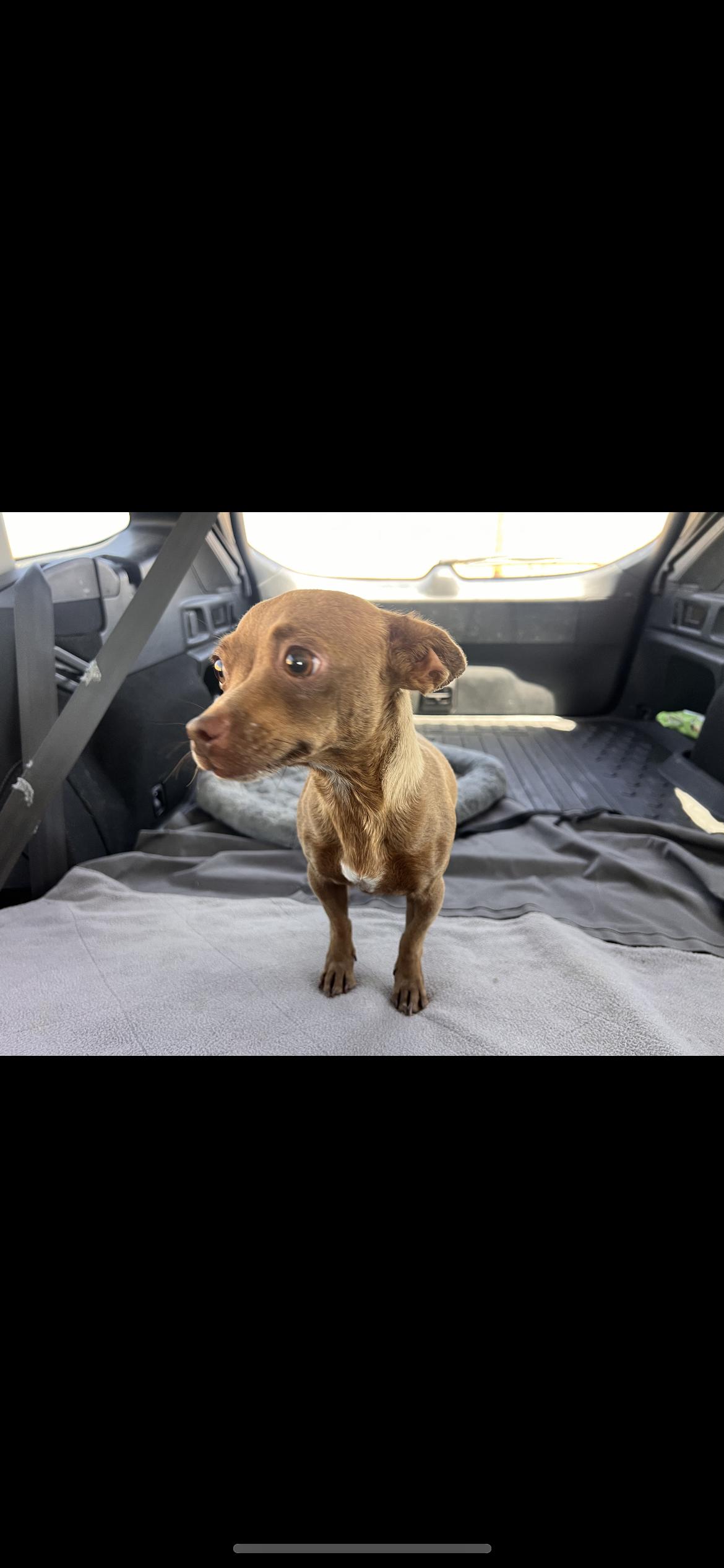 Jackie, a Adoptable mixed breed in Hamden, CT image 3/6