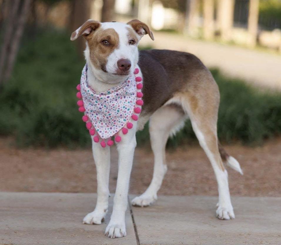 Junie , a ADOPTABLE mixed breed in Pelham, NH image 3/6