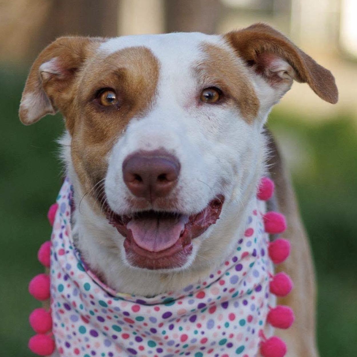 Junie , a ADOPTABLE mixed breed in Pelham, NH image 5/6