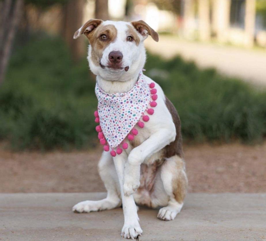 Junie , a ADOPTABLE mixed breed in Pelham, NH image 4/6