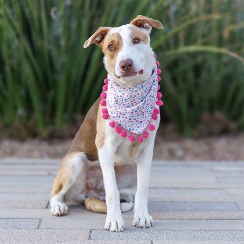 Junie , ADOPTABLE, Young Female Mixed Breed.