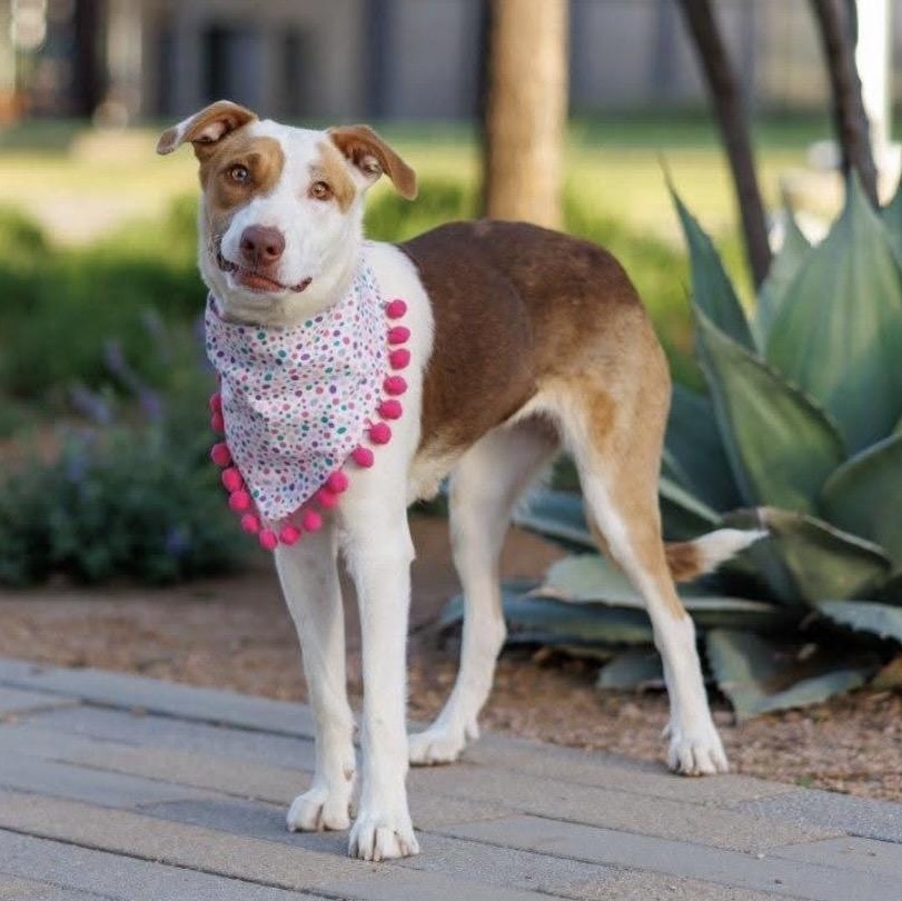 Junie , a ADOPTABLE mixed breed in Pelham, NH image 6/6