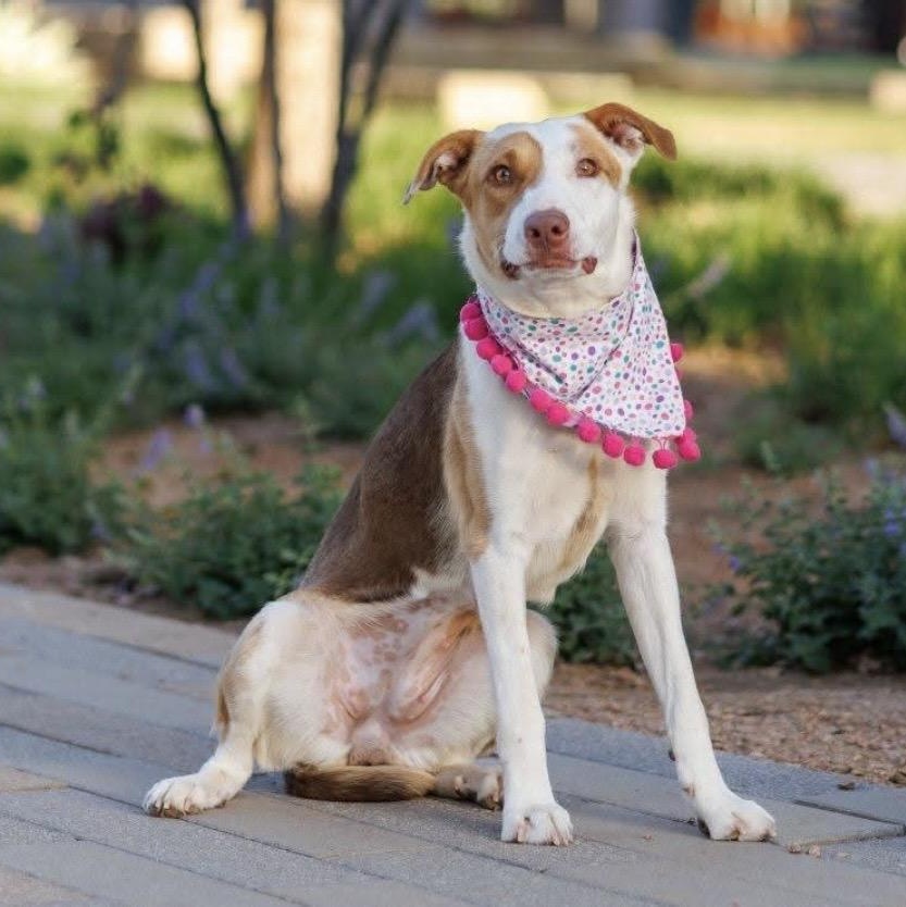 Junie , a ADOPTABLE mixed breed in Pelham, NH image 2/6