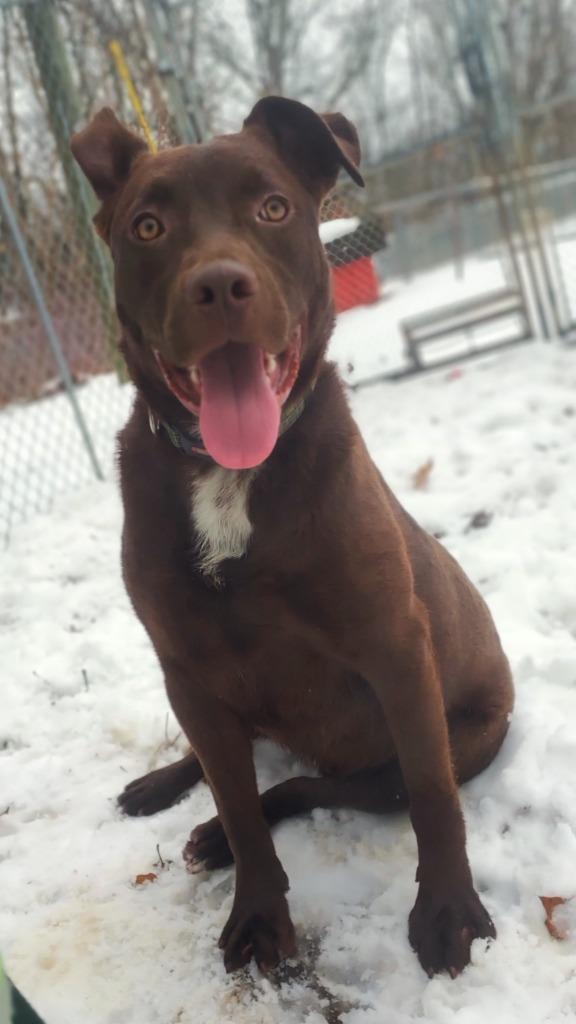 Jay, Adoptable, Adult Male Labrador Retriever & Mixed Breed.