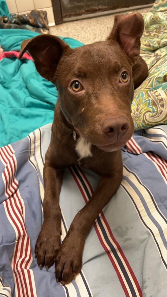 Enlarge Jay, a Adoptable mixed breed in Saint Clairsville, OH image 2/5