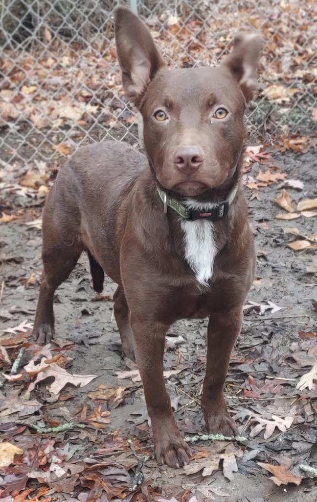 Enlarge Jay, a Adoptable mixed breed image 2/5