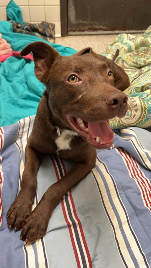 Enlarge Jay, a Adoptable mixed breed in Saint Clairsville, OH image 3/5