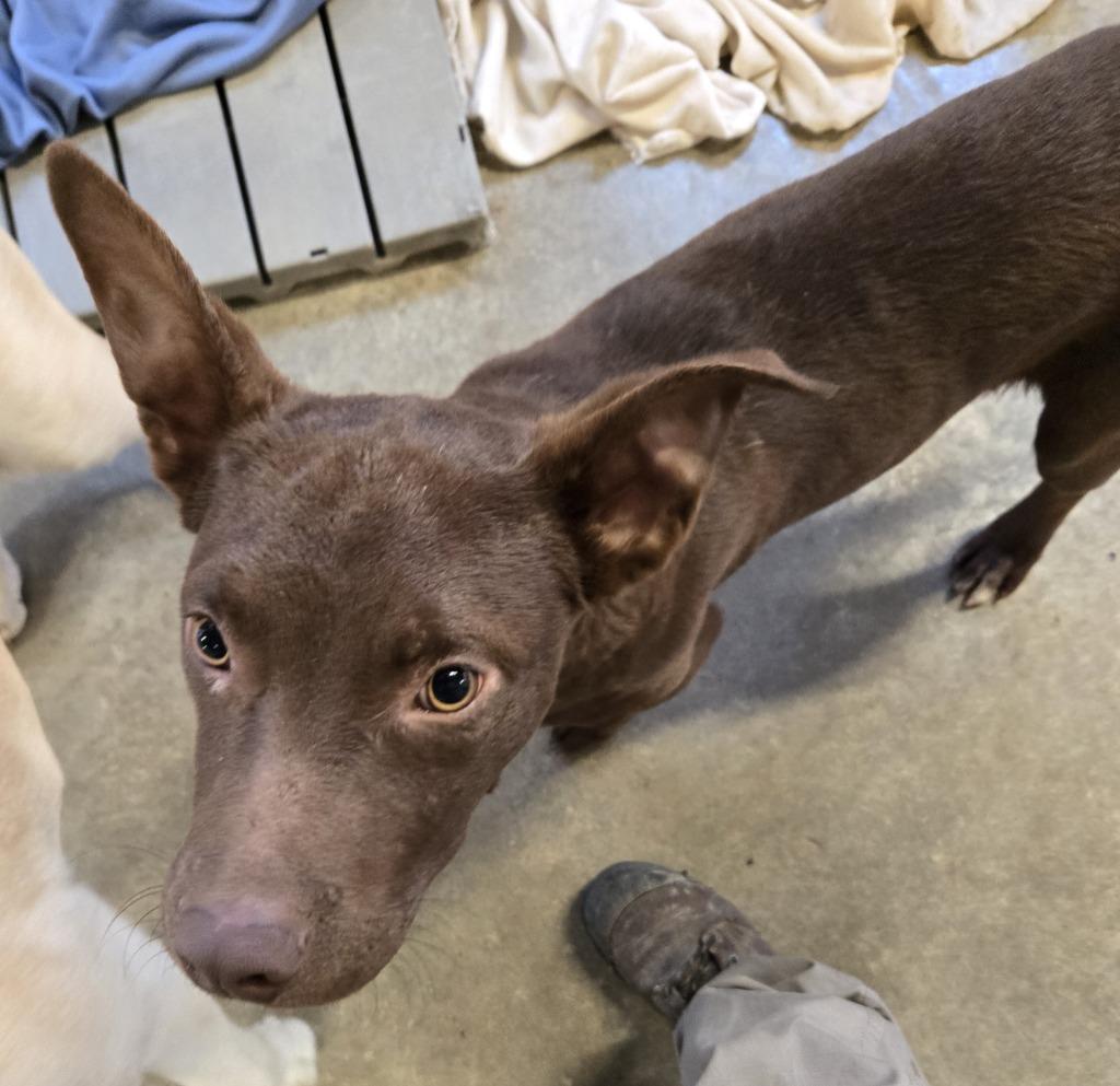 Enlarge Jay, a Adoptable mixed breed image 4/5