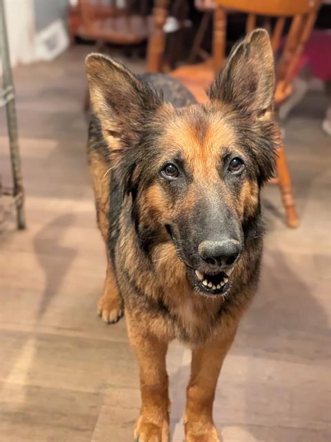 STELLALUNA THE FRUIT BAT, Adoptable, Adult Female German Shepherd Dog.
