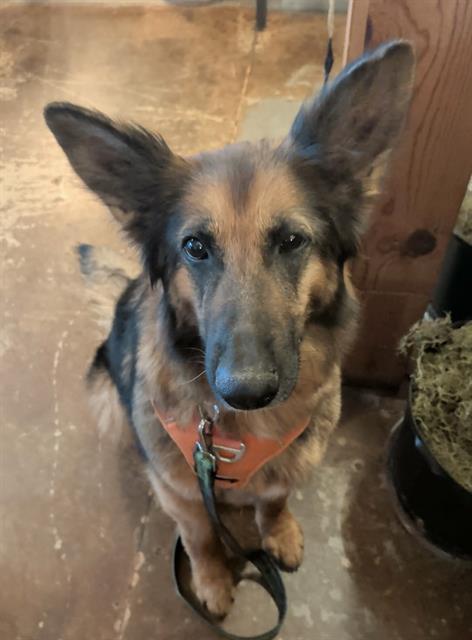 STELLALUNA THE FRUIT BAT, Adoptable, Adult Female German Shepherd Dog.