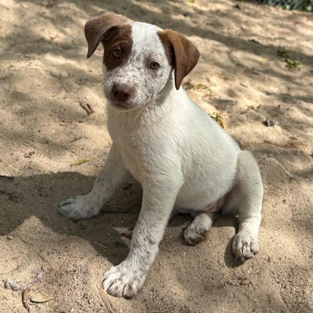 Bay - 26070, Adoptable, Puppy Female Cattle Dog & Pit Bull Terrier.