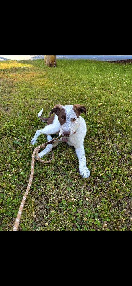 Enlarge Bay - 26070, a Adoptable mixed breed in Armonk, NY image 2/6
