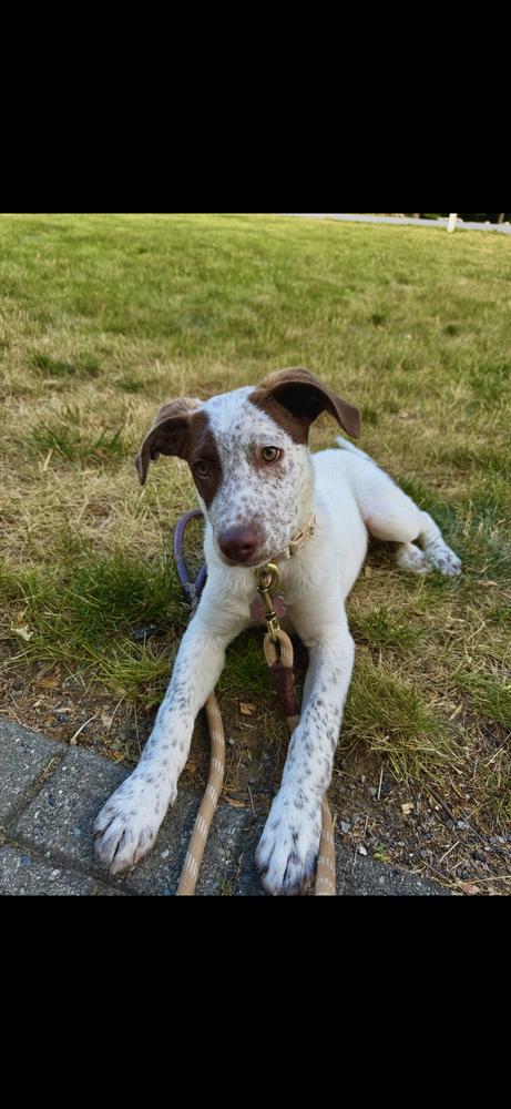 Enlarge Bay - 26070, a Adoptable mixed breed in Armonk, NY image 3/6