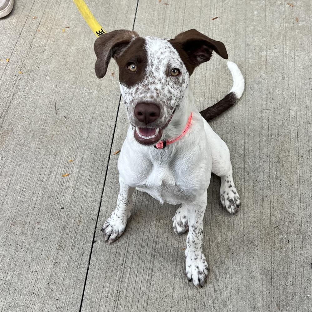 Enlarge Bay - 26070, a Adoptable mixed breed in Armonk, NY image 3/6