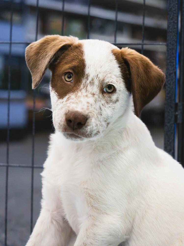 Enlarge Bay - 26070, a Adoptable mixed breed in Armonk, NY image 4/6