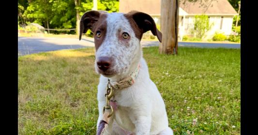 Enlarge Bay - 26070, a Adoptable mixed breed in Armonk, NY image 5/6