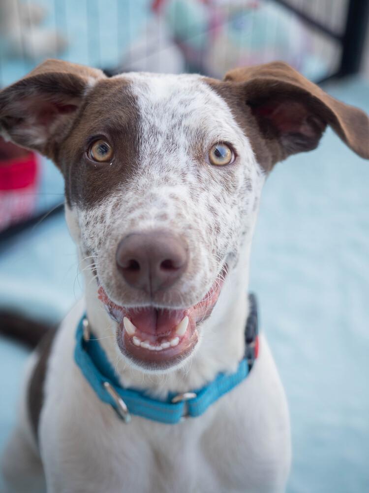 Enlarge Bay - 26070, a Adoptable mixed breed in Armonk, NY image 6/6