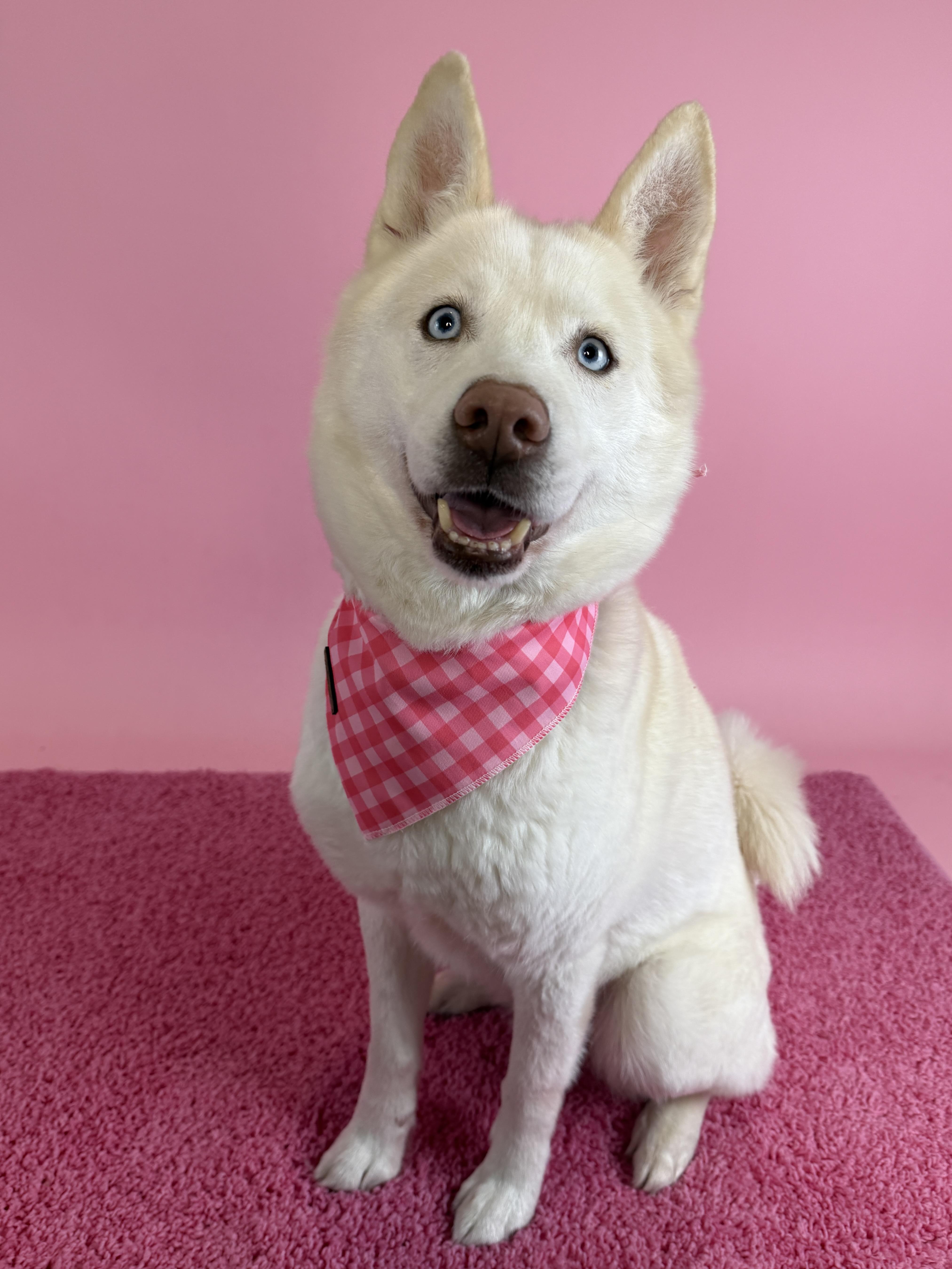 Buoy, an adopted Husky in Columbus, OH image 1/3