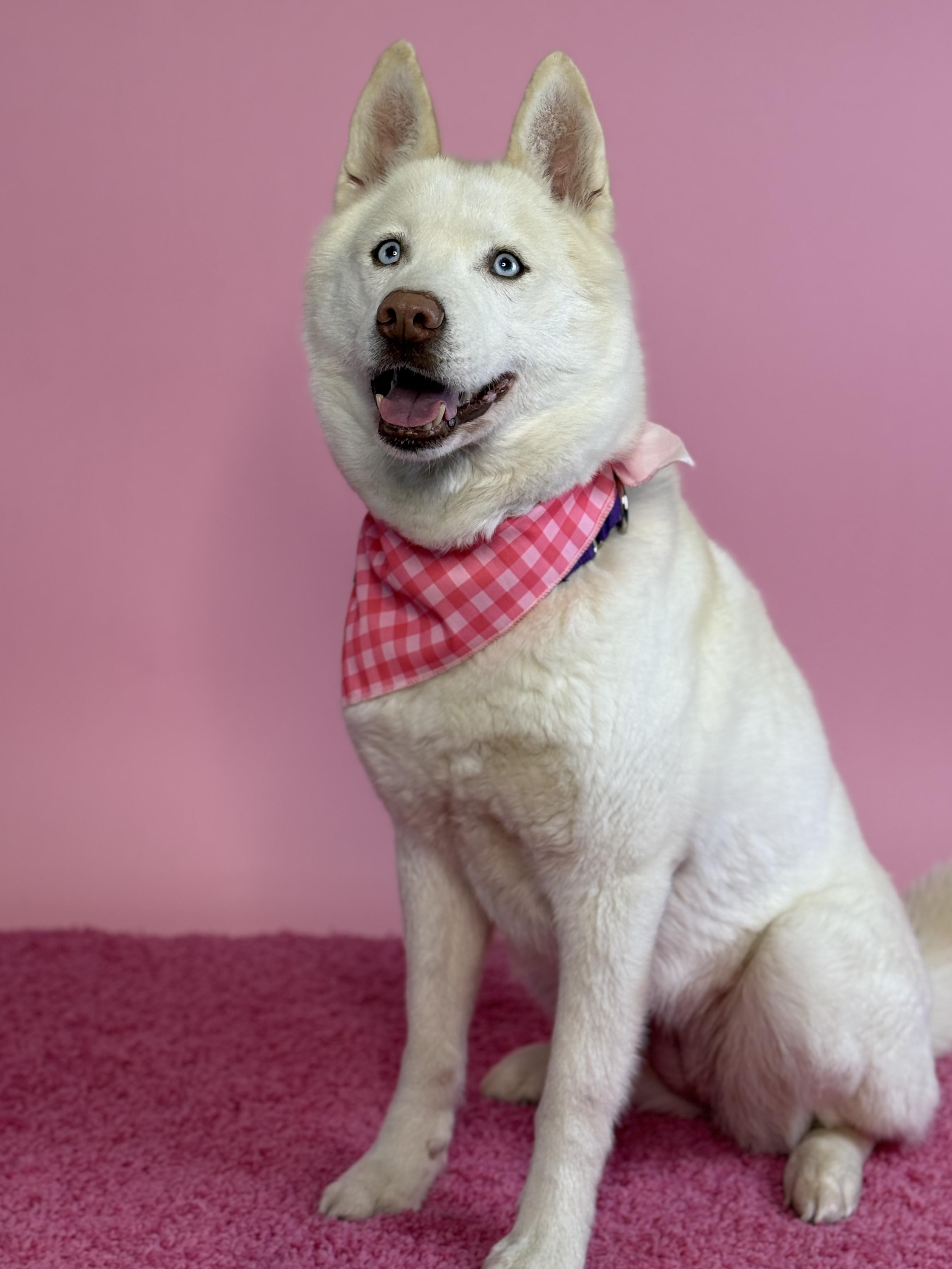 Buoy, an adopted Husky in Columbus, OH image 3/3