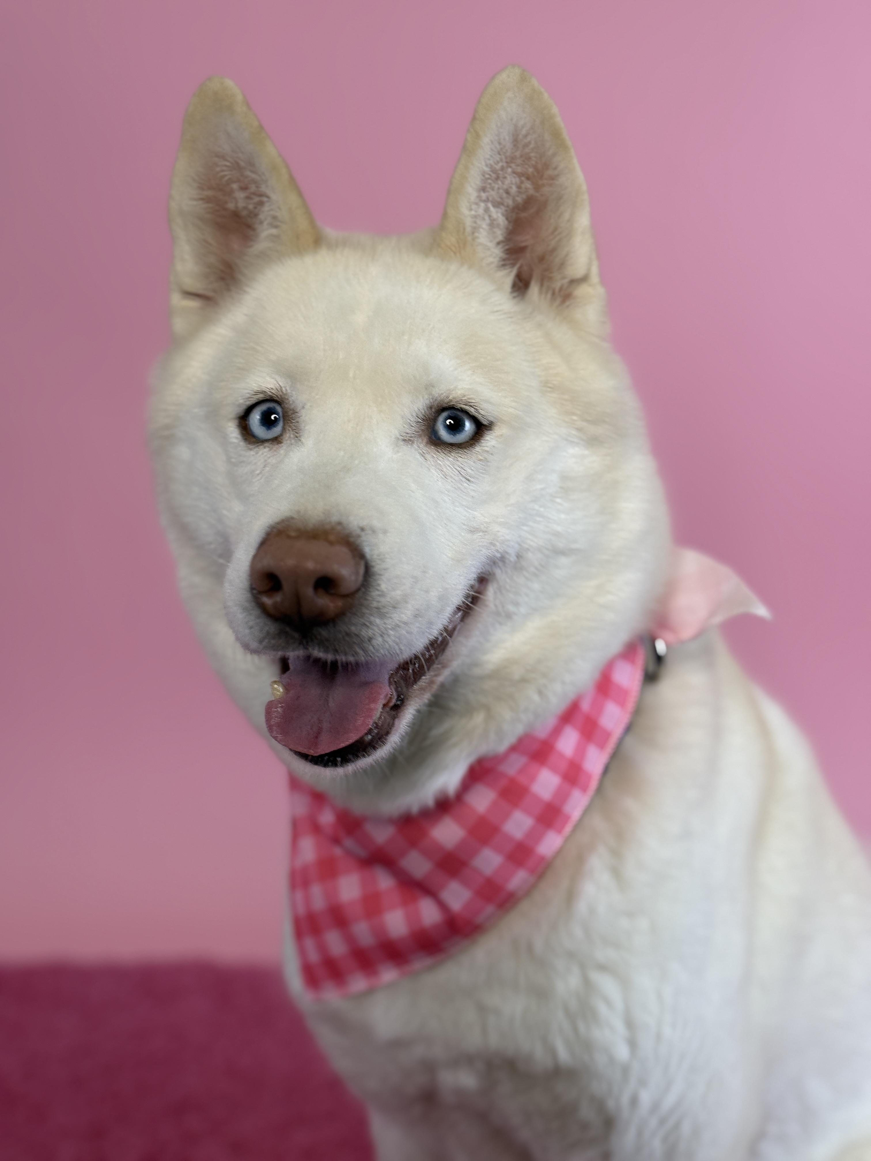 Buoy, an adopted Husky in Columbus, OH image 2/3