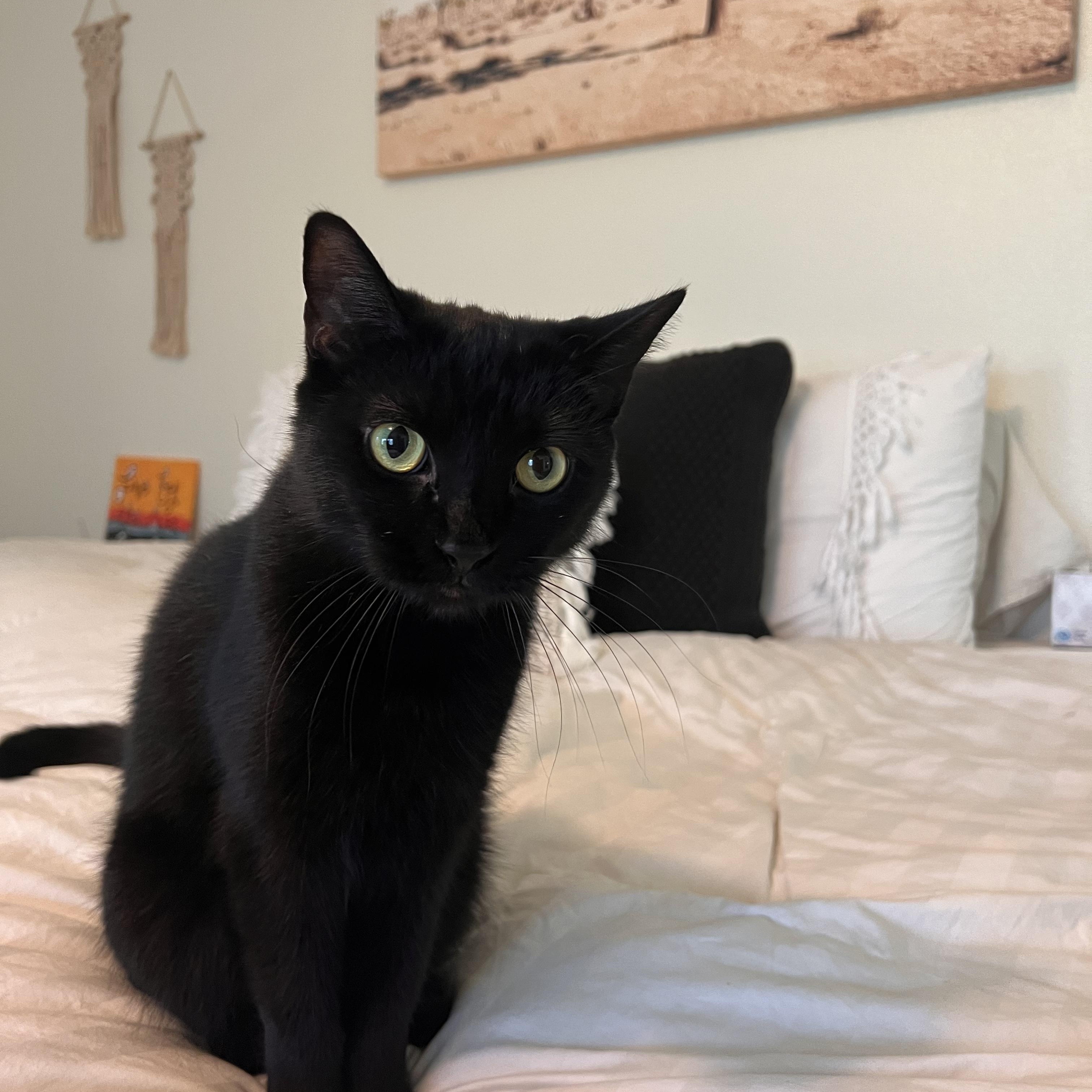 Enlarge Tuna, a Adoptable Domestic Short Hair in largo, FL image 1/3