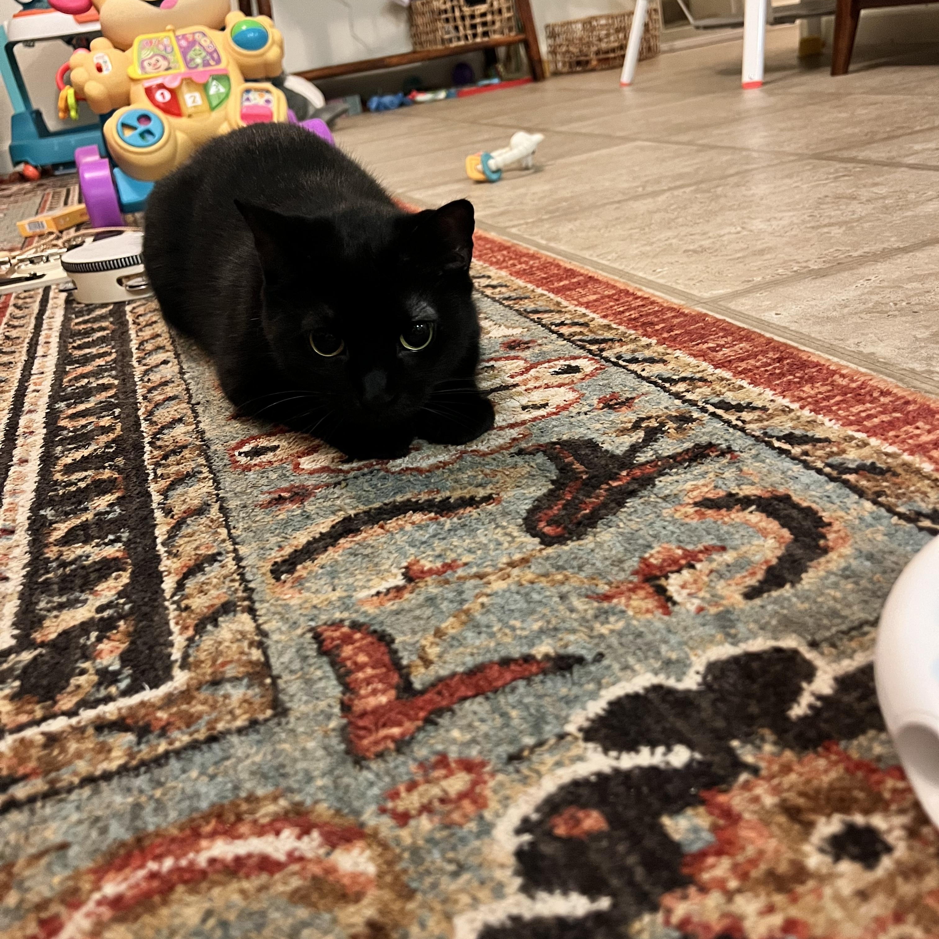 Enlarge Tuna, a Adoptable Domestic Short Hair in largo, FL image 2/3