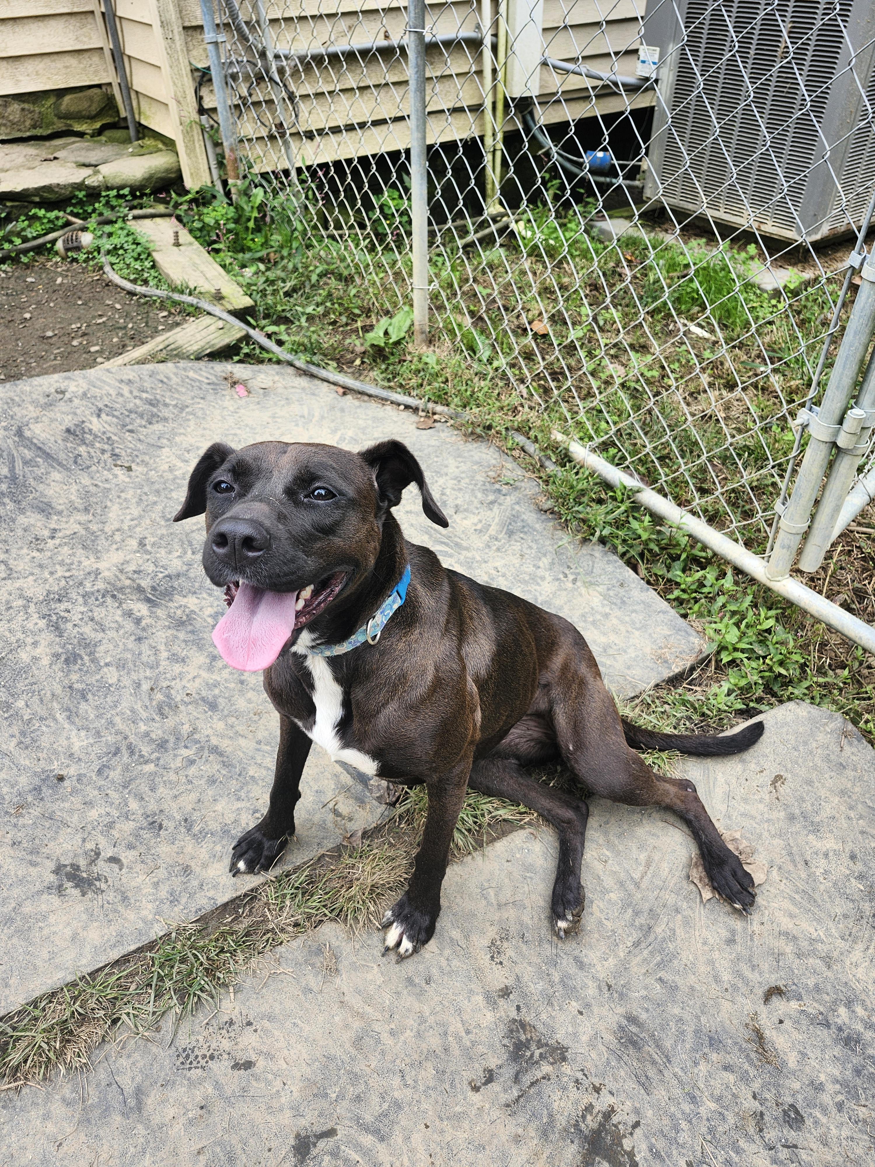 Gingersnap, a Adoptable Boxer in Cosby, TN image 2/3
