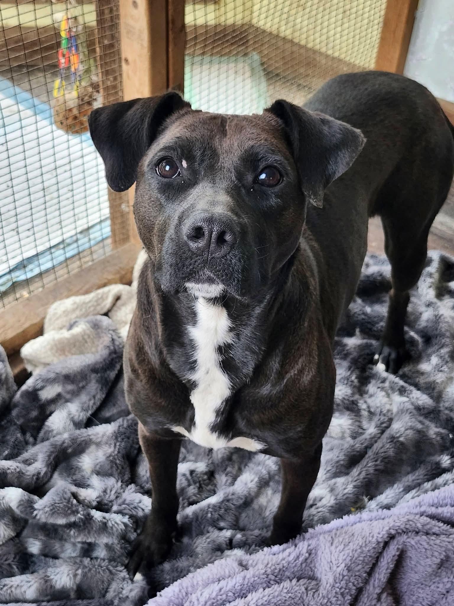 Enlarge Gingersnap, a Adoptable mixed breed in Cosby, TN image 4/5