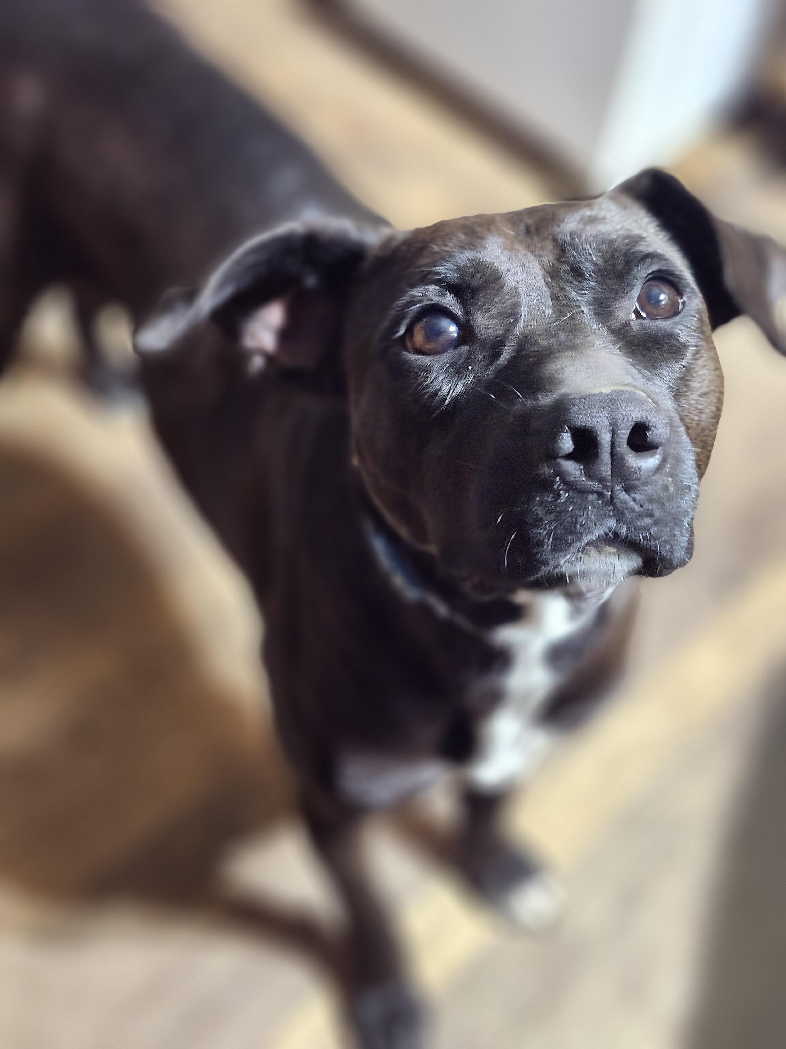 Gingersnap, a Adoptable Boxer in Cosby, TN image 3/3