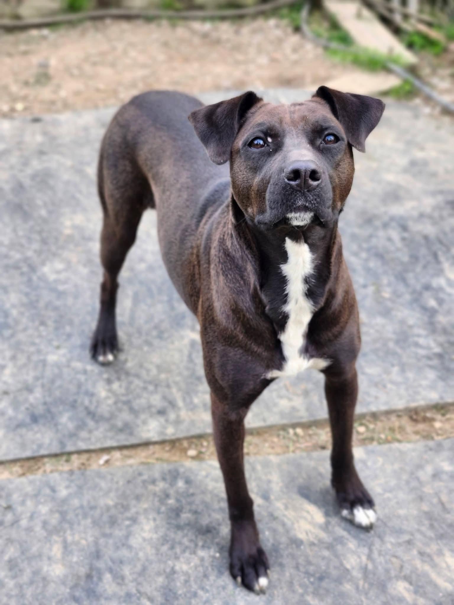 Enlarge Gingersnap, a Adoptable mixed breed in Cosby, TN image 5/5