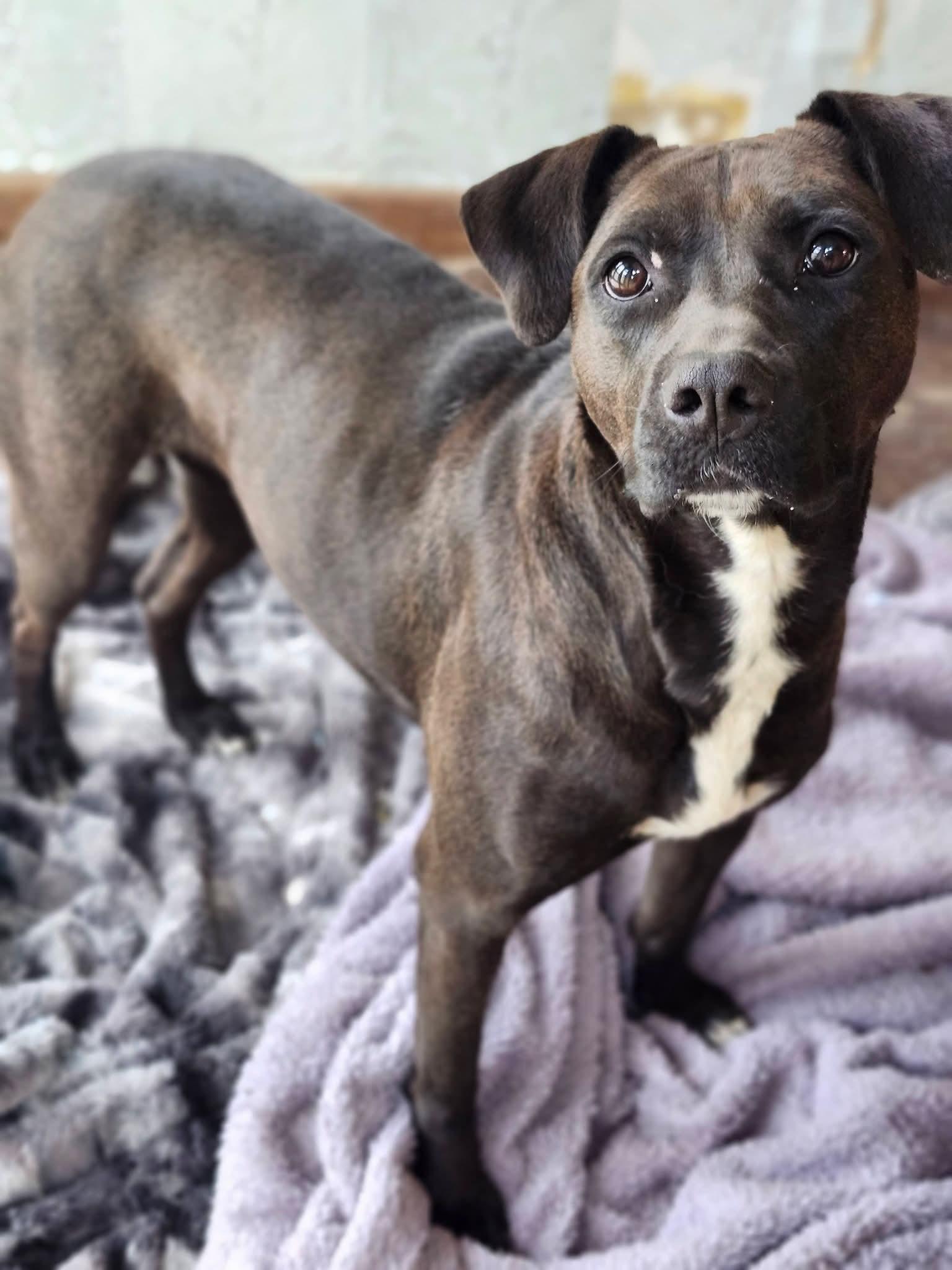 Enlarge Gingersnap, a Adoptable mixed breed in Cosby, TN image 2/5