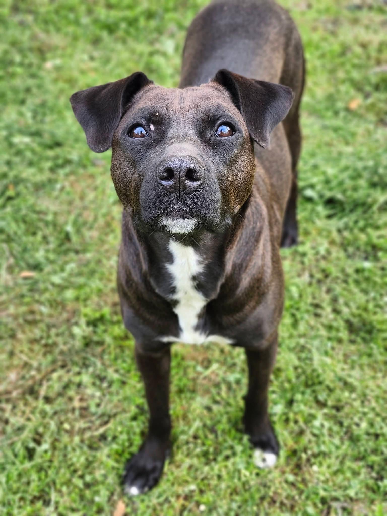 Gingersnap, Adoptable, Adult Female Boxer & Pit Bull Terrier.