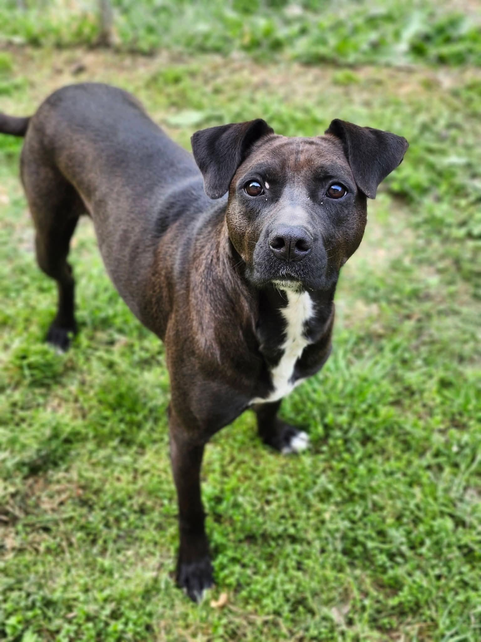 Enlarge Gingersnap, a Adoptable mixed breed in Cosby, TN image 3/5