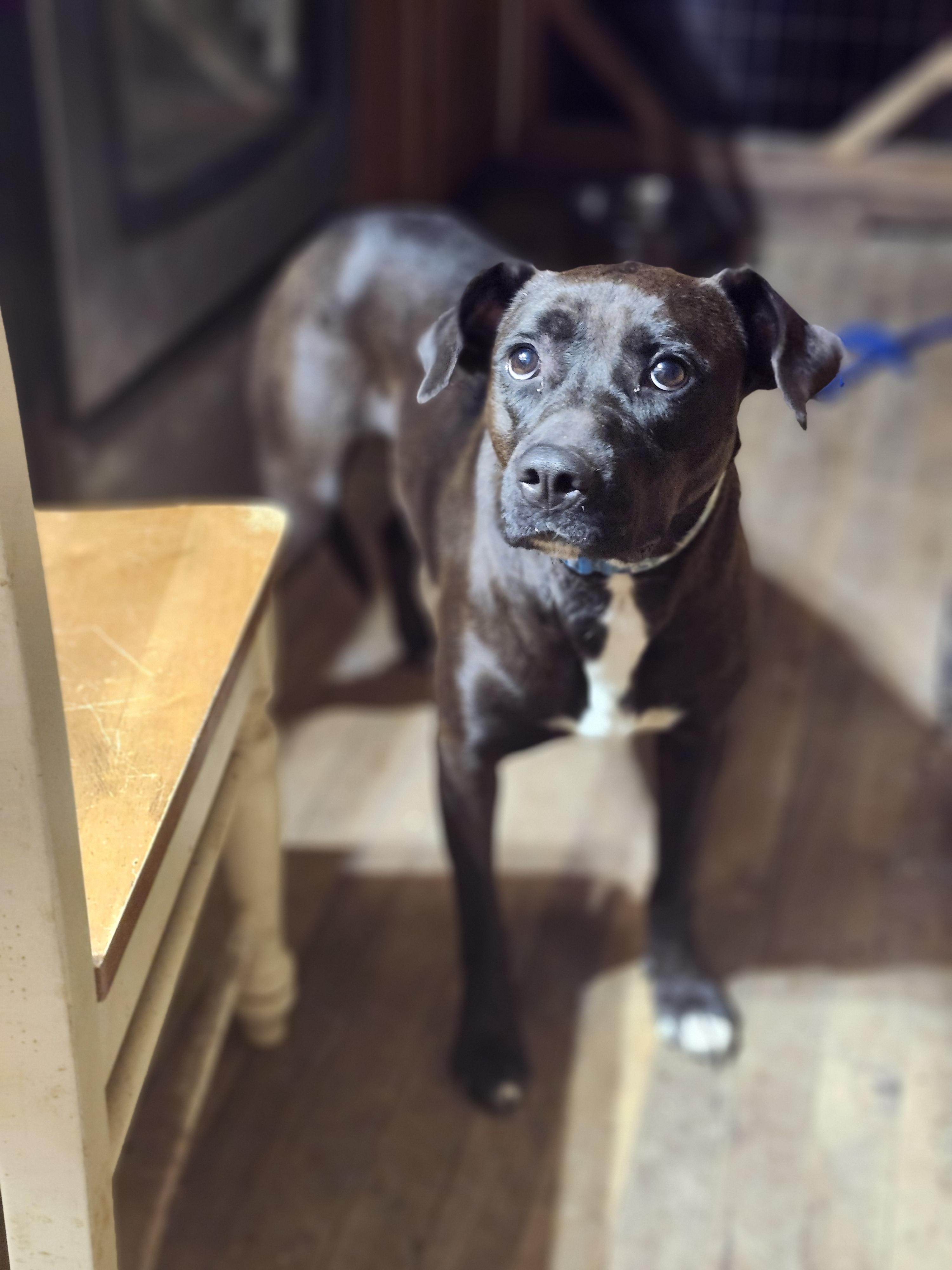 Gingersnap, Adoptable, Adult Female Boxer.